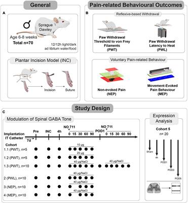 Spinal GABA transporter 1 contributes to evoked-pain - Frontiers